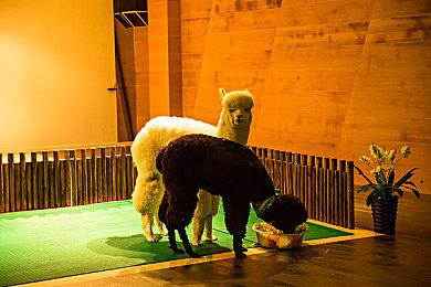 《符文工房：龙之天地》PV2公布 实体版预购开启